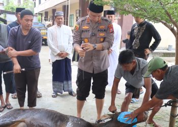Kapolres Tator Sembelih 4 Ekor Sapi Untuk Dibagikan ke Masyarakat