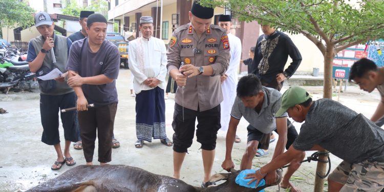 Kapolres Tator Sembelih 4 Ekor Sapi Untuk Dibagikan ke Masyarakat