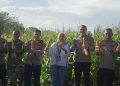 Dukung Ketahanan Pangan, Kapolres Parepare Ikut Panen Raya Jagung Serentak Kuartal II