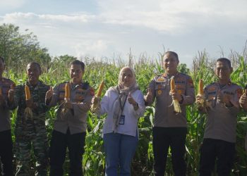 Dukung Ketahanan Pangan, Kapolres Parepare Ikut Panen Raya Jagung Serentak Kuartal II