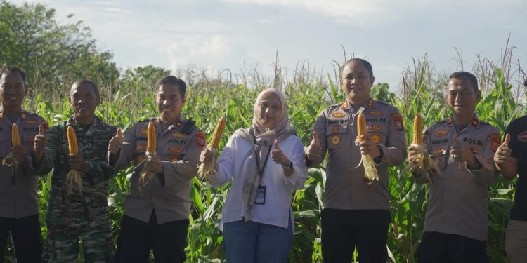 Dukung Ketahanan Pangan, Kapolres Parepare Ikut Panen Raya Jagung Serentak Kuartal II