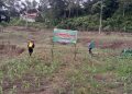 Pastikan Hasil Panen Optimal, Bhabinkamtibmas Polsek Sanggalangi Semprot Tanaman Jagung