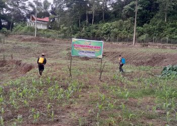 Pastikan Hasil Panen Optimal, Bhabinkamtibmas Polsek Sanggalangi Semprot Tanaman Jagung