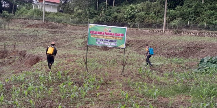 Pastikan Hasil Panen Optimal, Bhabinkamtibmas Polsek Sanggalangi Semprot Tanaman Jagung