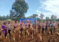 Dukung Ketahanan Pangan Nasional, Polres Luwu dan Masyarakat Panen Jagung Serentak