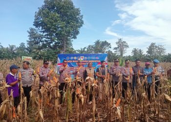 Dukung Ketahanan Pangan Nasional, Polres Luwu dan Masyarakat Panen Jagung Serentak