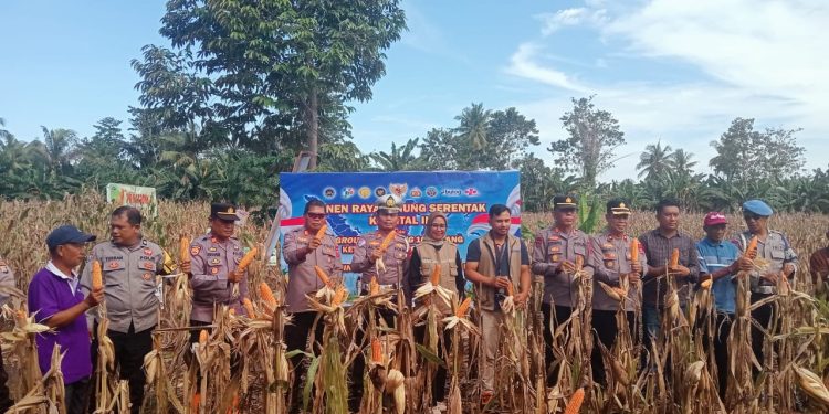 Dukung Ketahanan Pangan Nasional, Polres Luwu dan Masyarakat Panen Jagung Serentak