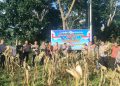 Jaga Ketahanan Pangan Nasional, Polres Toraja Utara Sukseskan Panen Raya Jagung Kuartal II