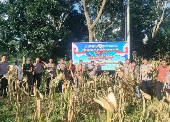 Jaga Ketahanan Pangan Nasional, Polres Toraja Utara Sukseskan Panen Raya Jagung Kuartal II
