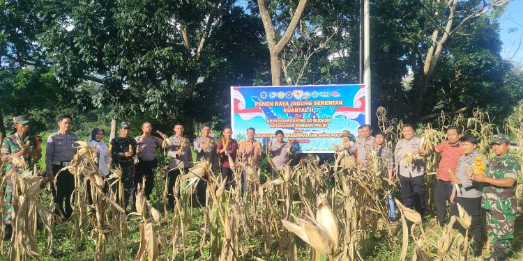 Jaga Ketahanan Pangan Nasional, Polres Toraja Utara Sukseskan Panen Raya Jagung Kuartal II