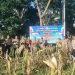 Jaga Ketahanan Pangan Nasional, Polres Toraja Utara Sukseskan Panen Raya Jagung Kuartal II