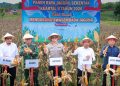 Kapolres Sidrap dan Forkopimda Panen Jagung Kuartal II di Lahan 5 Hektar