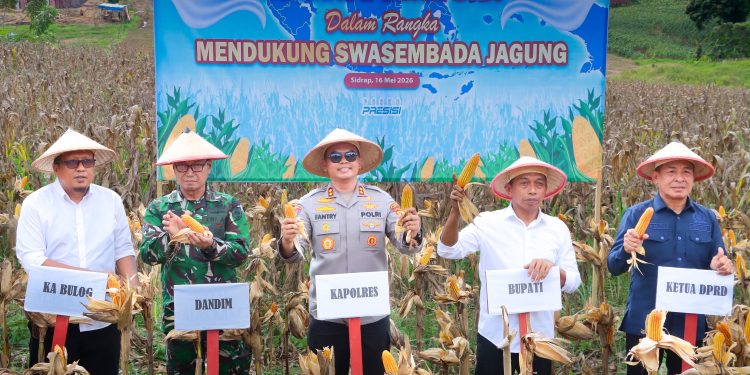Kapolres Sidrap dan Forkopimda Panen Jagung Kuartal II di Lahan 5 Hektar