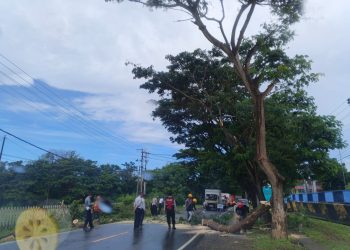 Polisi dan BPBD Bulukumba Bersihkan Pohon Tumbang, Arus Lalu Lintas Kembali Lancar