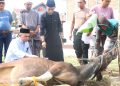 Sambut Idul Adha 1447 H, Polres Sidrap Siapkan 11 Ekor Sapi Untuk Qurban