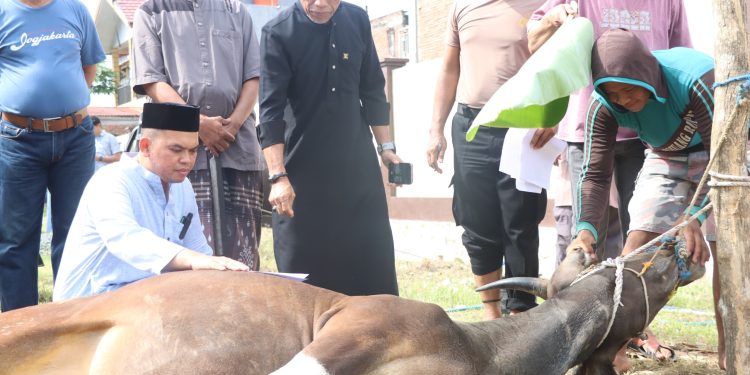 Sambut Idul Adha 1447 H, Polres Sidrap Siapkan 11 Ekor Sapi Untuk Qurban