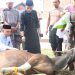 Sambut Idul Adha 1447 H, Polres Sidrap Siapkan 11 Ekor Sapi Untuk Qurban