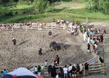 Tim Resmob Polres Toraja Utara Amankan 4 Terduga Pelaku Judi Adu Kerbau