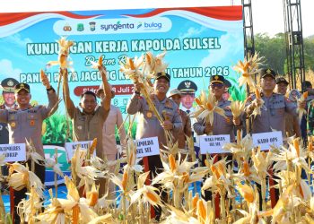 Dukung Swasembada Pangan Nasional, Kapolda Sulsel Panen Raya Jagung Kuartal III di Sidrap