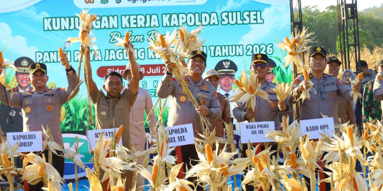 Dukung Swasembada Pangan Nasional, Kapolda Sulsel Panen Raya Jagung Kuartal III di Sidrap