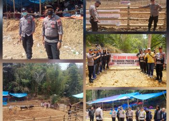 Dukung Pelestarian Budaya, Personel Polres Toraja Utara Amankan Adu Kerbau di Tondon
