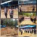 Dukung Pelestarian Budaya, Personel Polres Toraja Utara Amankan Adu Kerbau di Tondon