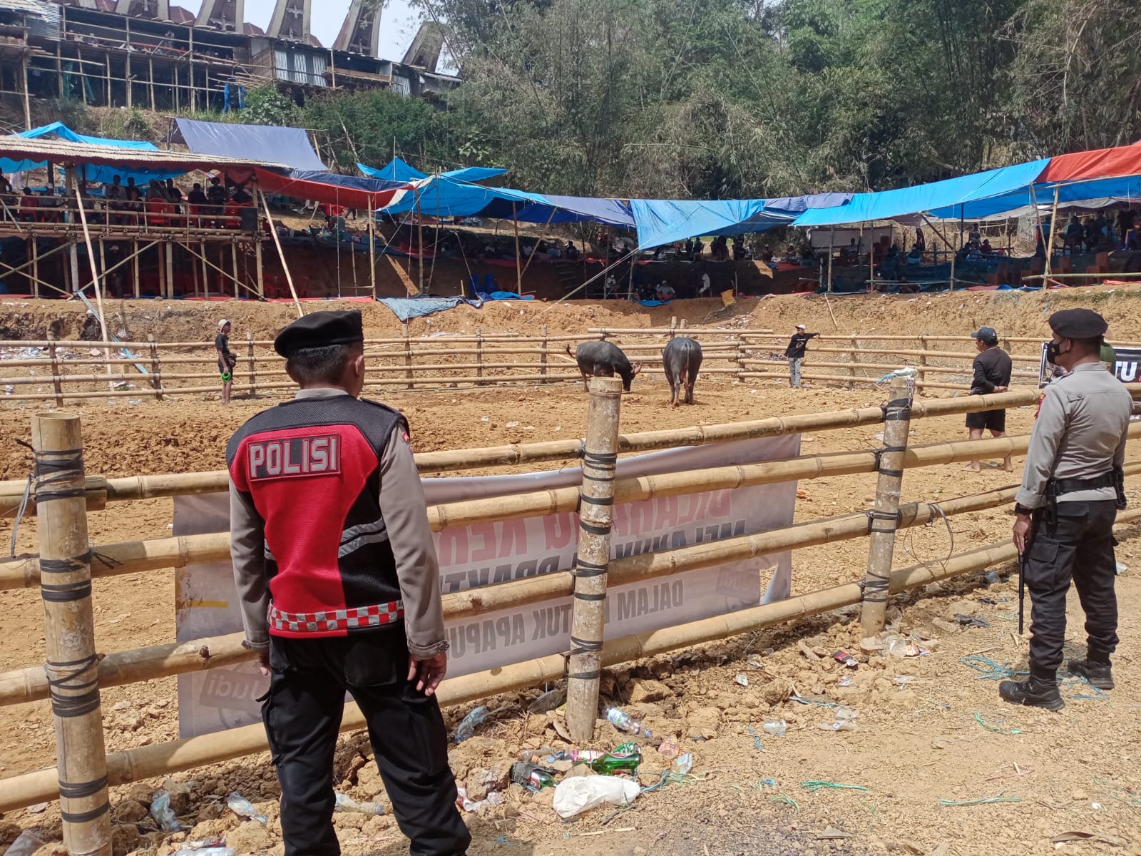 Polres Toraja Utara Kerahkan Puluhan Personel Amankan Tradisi Adu Kerbau